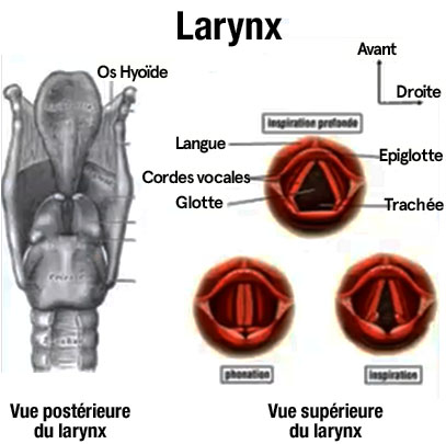 larynx