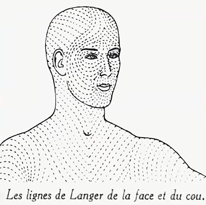 lignes langer face cou