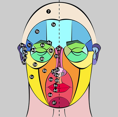 unités et sous unités esthétiques de la face