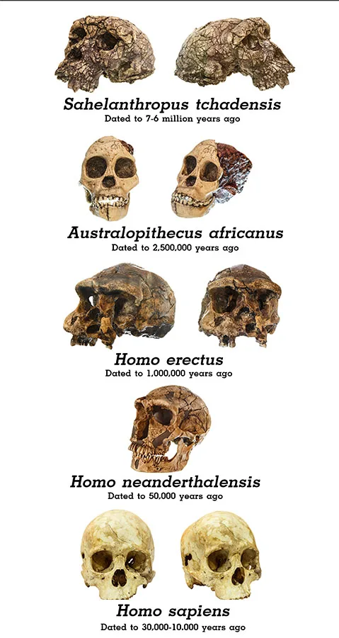 hominisation